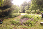 Trail Clearing