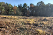 Trail Clearing