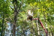 Tree Removal